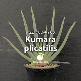 アロエ プリカティリス｜翡翠の扇