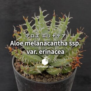 アロエ エリナケア｜横たわる鬼のこん棒