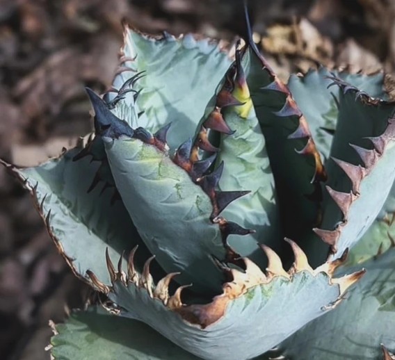 アガベ チタノタ クリープ