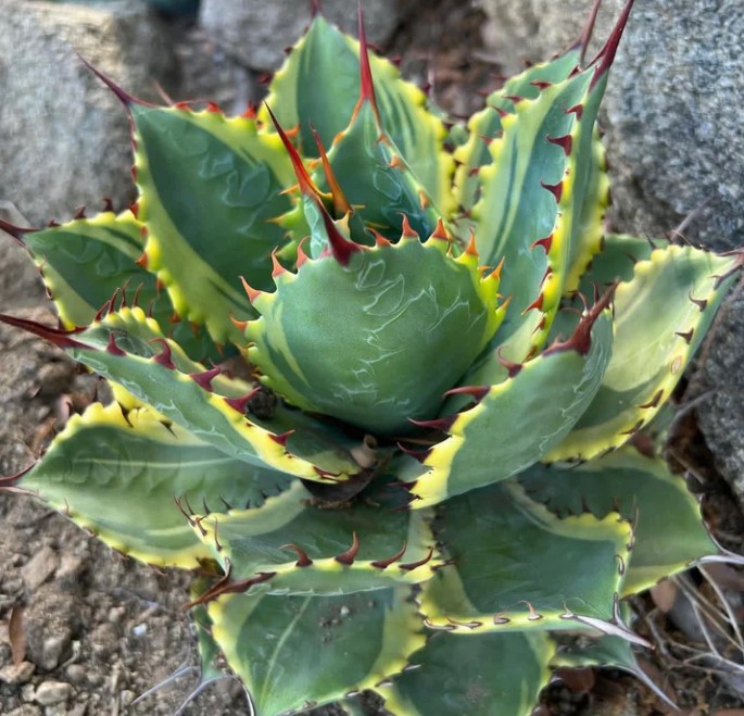 アガベ イリュージョン