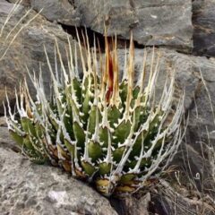 Hidden Agave（ヒドゥンアガベ）とは？