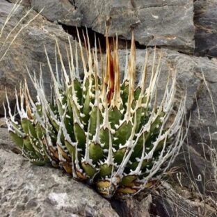 Hidden Agave（ヒドゥンアガベ）とは？”エボリスピナ交配”がコレクターの心を刺す理由｜発根・順化済み輸入株を安心して迎える