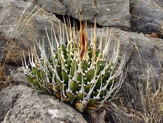 アガベ エボリスピナ ユタエンシス