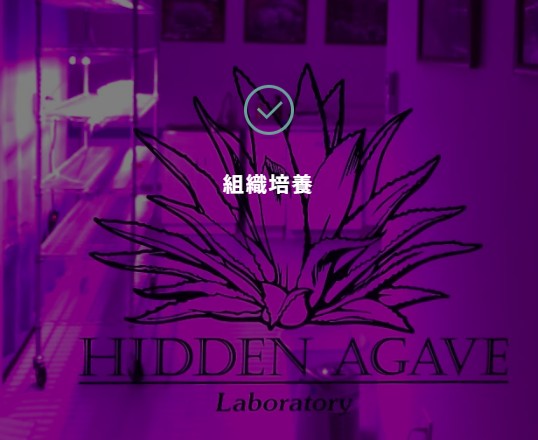 魅惑的な組織培養ラボ