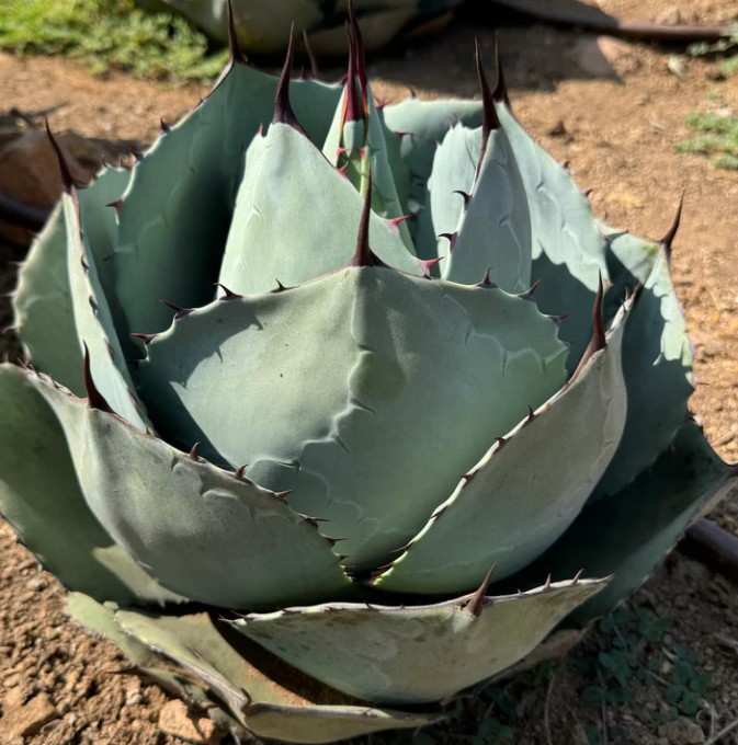 パラトランク(パラサナ×トランカータ)