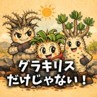 グラキリスで止まらない人へ。次に選びたいレアパキポディウム3選