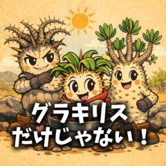 グラキリスで止まらない人へ。次に選びたいレアパキポディウム3選