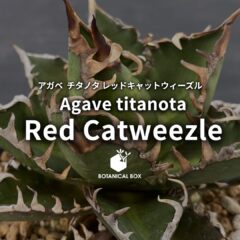 レッドキャットウィーズル｜紅差す鋸歯の造形美