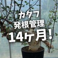 コミフォラ・カタフ、14ヶ月経って発根。諦める前に見直したい発根管理の考え方
