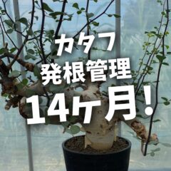 コミフォラ・カタフ、14ヶ月経って発根。諦める前に見直したい発根管理の考え方
