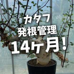 コミフォラ・カタフ、14ヶ月経って発根。諦める前に見直したい発根管理の考え方