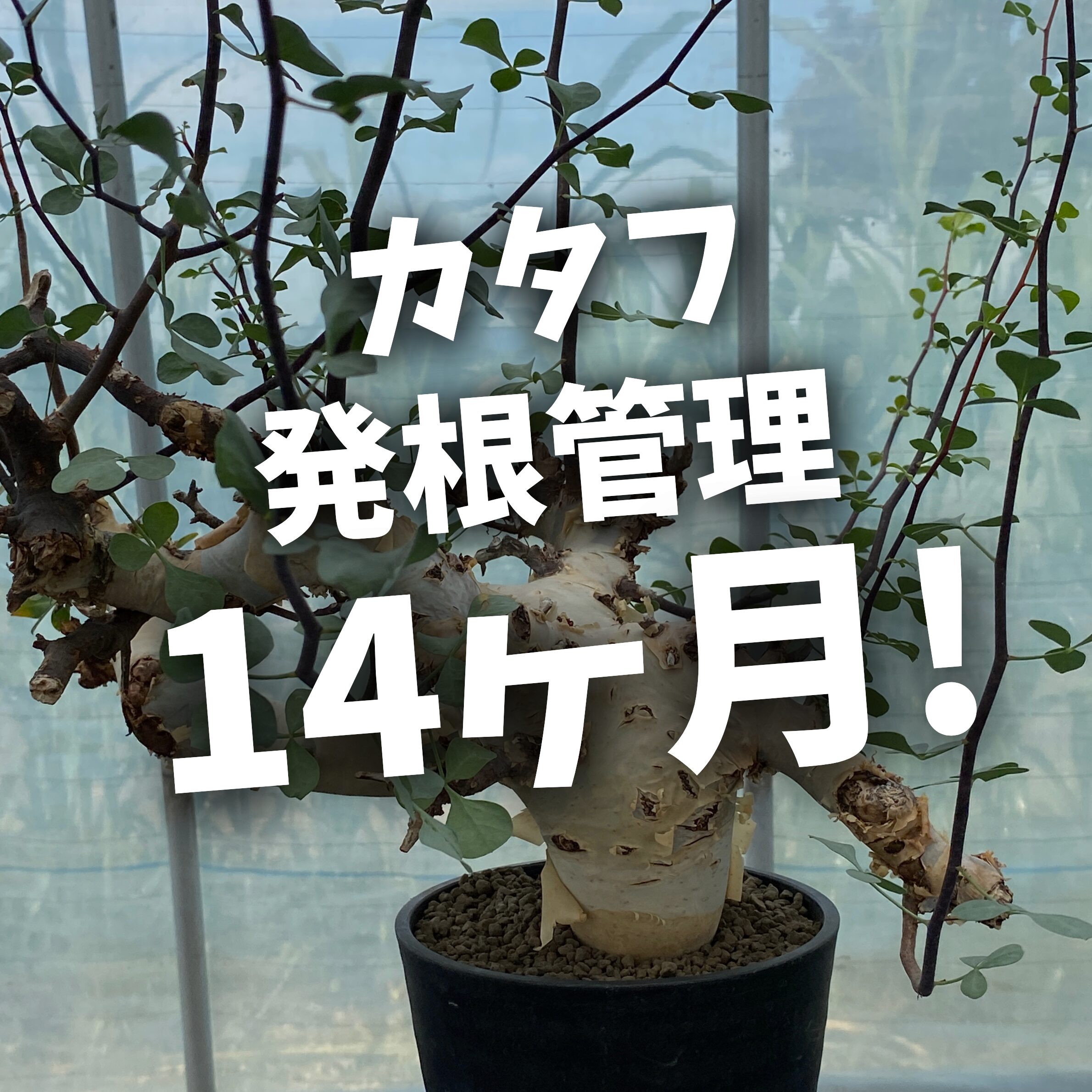 コミフォラ カタフ塊根植物 中型 発根確認済み コミフォラ・カタフ、14ヶ月経って発根。諦める前に見直したい発根管理
