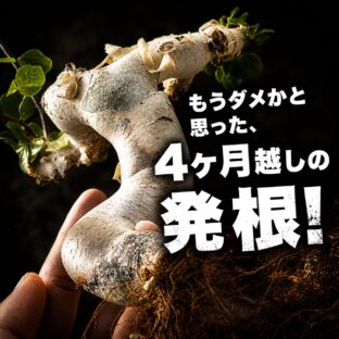 コミフォラ・カタフ、14ヶ月経って発根。諦める前に見直したい発根管理の考え方
