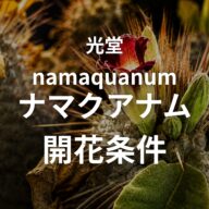 パキポディウム・ナマクアナムの開花記録｜栃木の冬を越えて咲かせるまでにやったこと