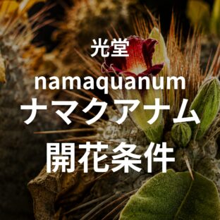 パキポディウム・ナマクアナムの開花記録｜栃木の冬を越えて咲かせるまでにやったこと