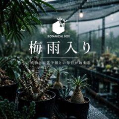 梅雨入り。また今年もこの季節がやってきた。