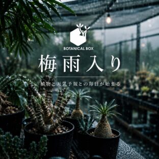梅雨入り。また今年もこの季節がやってきた。