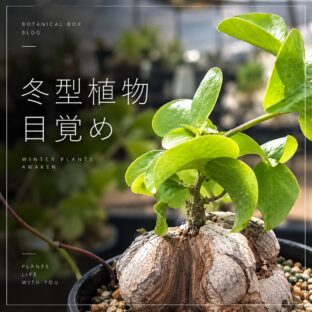 9月上旬の植物ハウス｜冬型植物が目覚め、夏型植物は少しずつ休眠へ