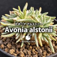 アボニア アルストニー｜うろこ模様の細い枝が茂る小さな塊根植物